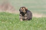 DOGUE DU TIBET 290